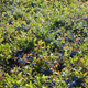 Image for article titled The Tastiest Berries That Grow Wild In North America
